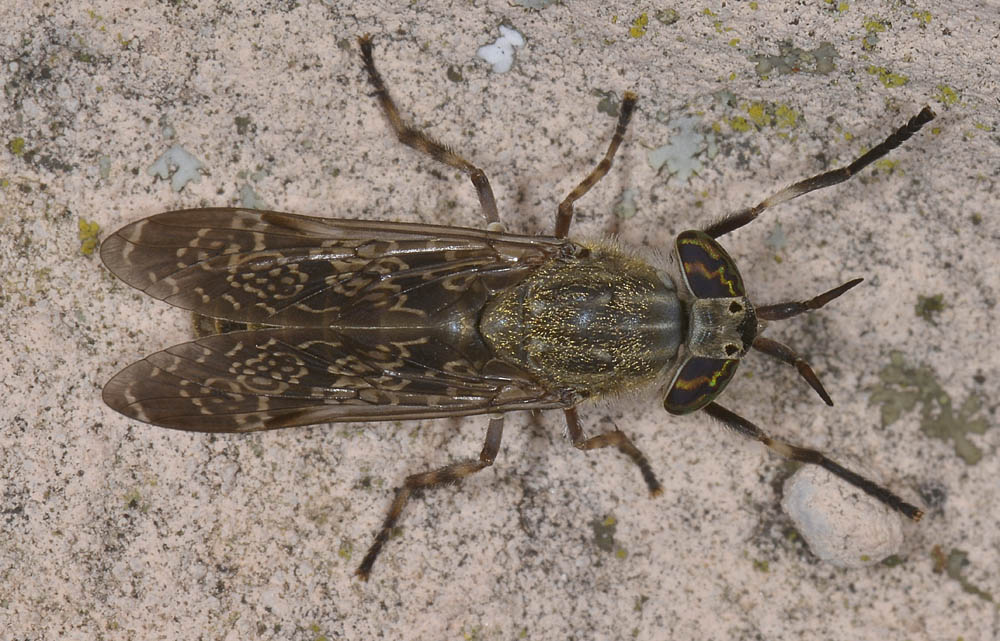 Haematopota pluvialis?